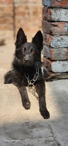 Black Shepherd Long coat Female Puppy