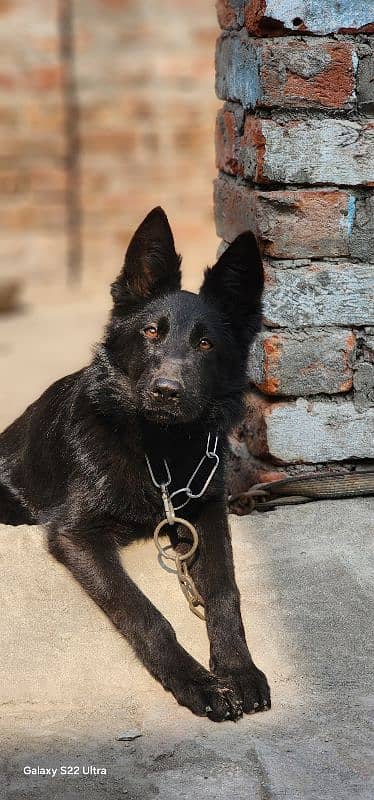 Black Shepherd Long coat Female Puppy 1