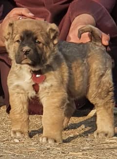 Turkish kangal dog male age 75 days for sale havey bone for sale