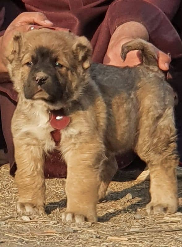 Turkish kangal dog male age 75 days for sale havey bone for sale 0