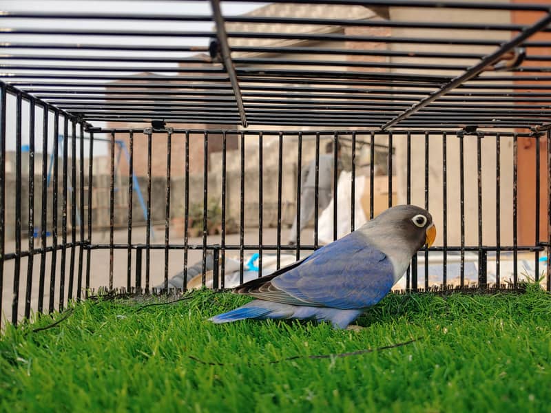 Albino Red Eye Creemino Decino Lovebirds Fawn Java Green Fisher Parrot 8