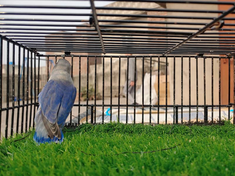 Albino Red Eye Creemino Decino Lovebirds Fawn Java Green Fisher Parrot 9