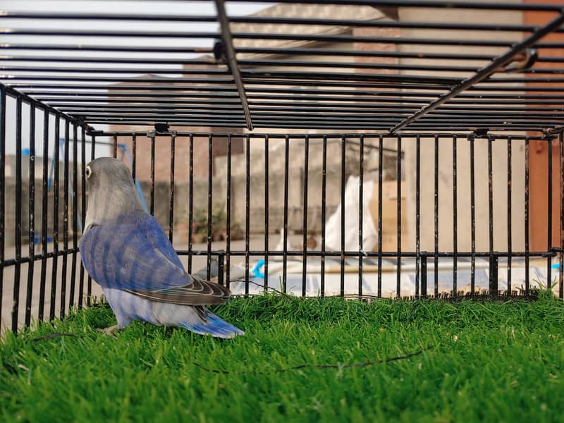 Albino Red Eye Creemino Decino Lovebirds Fawn Java Green Fisher Parrot 11