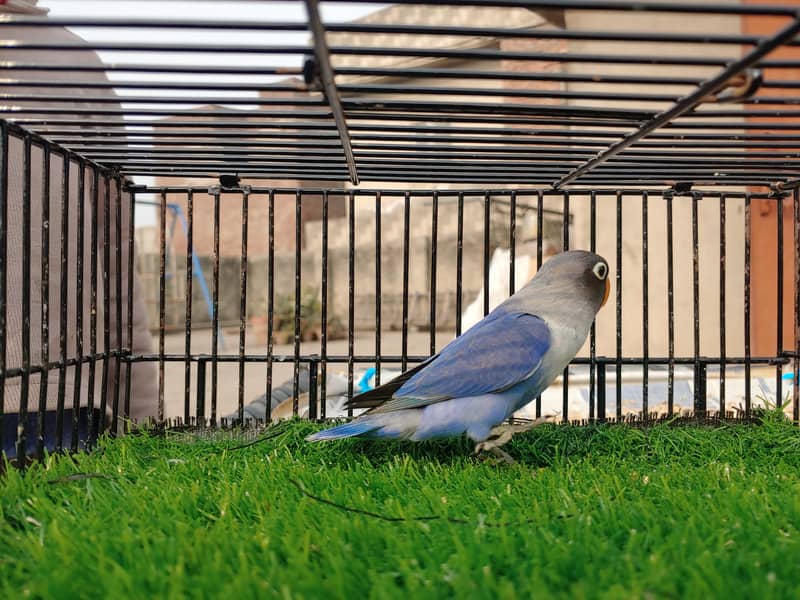 Albino Red Eye Creemino Decino Lovebirds Fawn Java Green Fisher Parrot 13