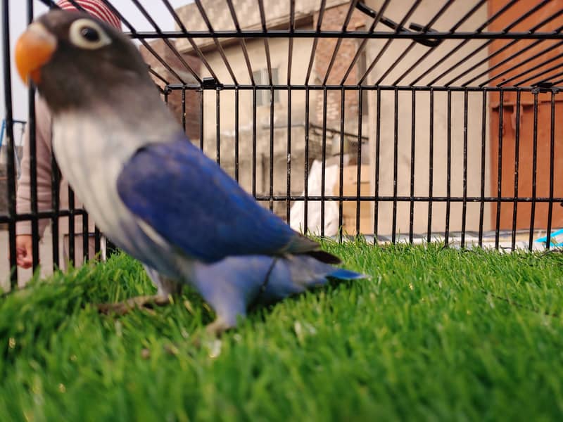 Albino Red Eye Creemino Decino Lovebirds Fawn Java Green Fisher Parrot 14