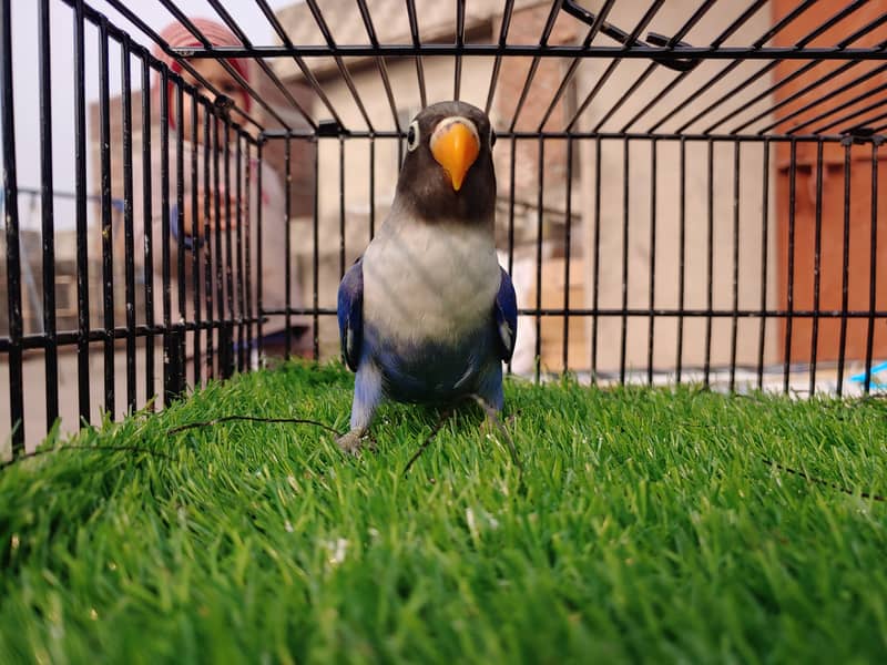 Albino Red Eye Creemino Decino Lovebirds Fawn Java Green Fisher Parrot 15