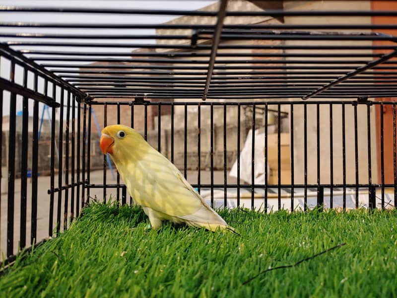 Albino Red Eye Creemino Decino Lovebirds Fawn Java Green Fisher Parrot 17