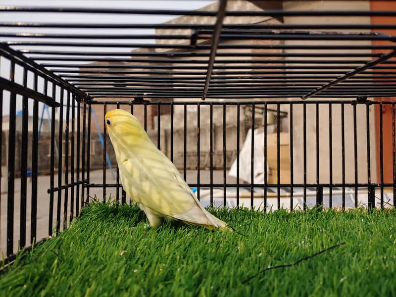 Albino Red Eye Creemino Decino Lovebirds Fawn Java Green Fisher Parrot 18