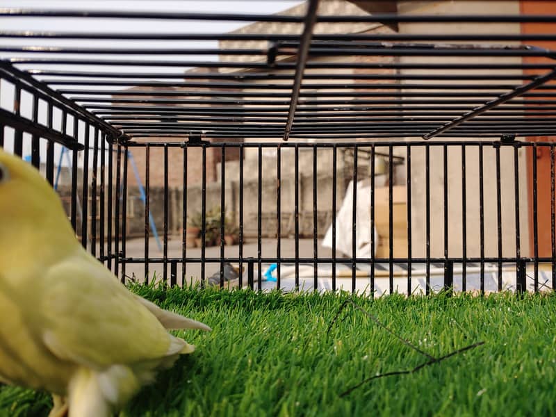 Albino Red Eye Creemino Decino Lovebirds Fawn Java Green Fisher Parrot 19