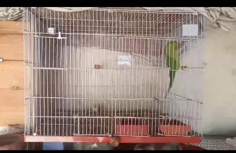 Birds Cage For Sale/ Parrot Cage / Iron Cage / Strong Cage / Cages 4