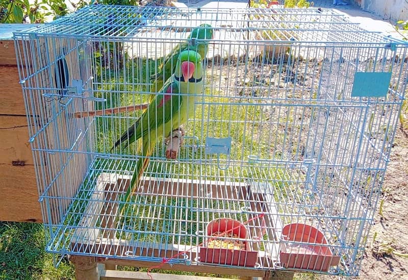 Birds Cage For Sale/ Parrot Cage / Iron Cage / Strong Cage / Cages 6