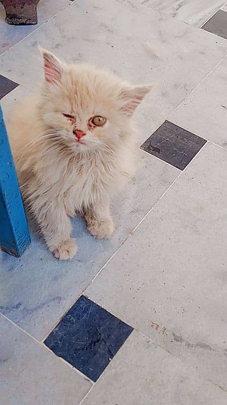 Male Persian Kitten 4