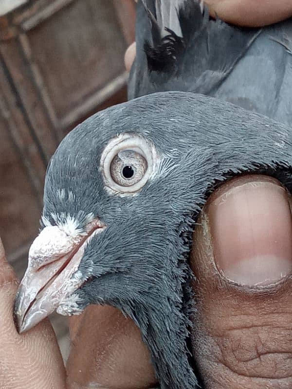 Blue is male and Golden pigeon is female. 5