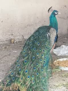 Exotic Peacock Pair - Perfect for Breeders or Pet Lovers