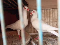 Pure White Danish Pair for sale Young healty