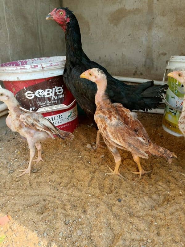 Top Best Quality Aseel Chick's For Sale 0