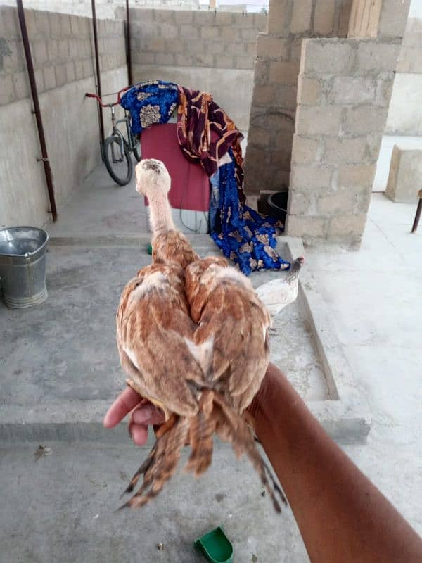 Top Best Quality Aseel Chick's For Sale 2