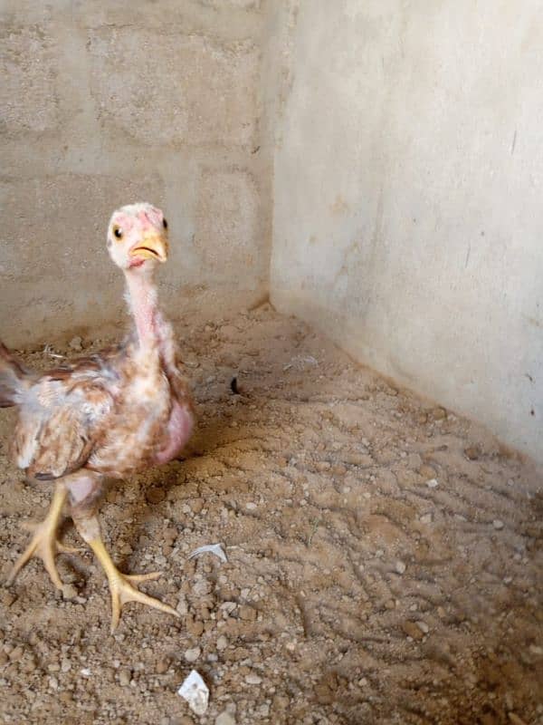 Top Best Quality Aseel Chick's For Sale 4