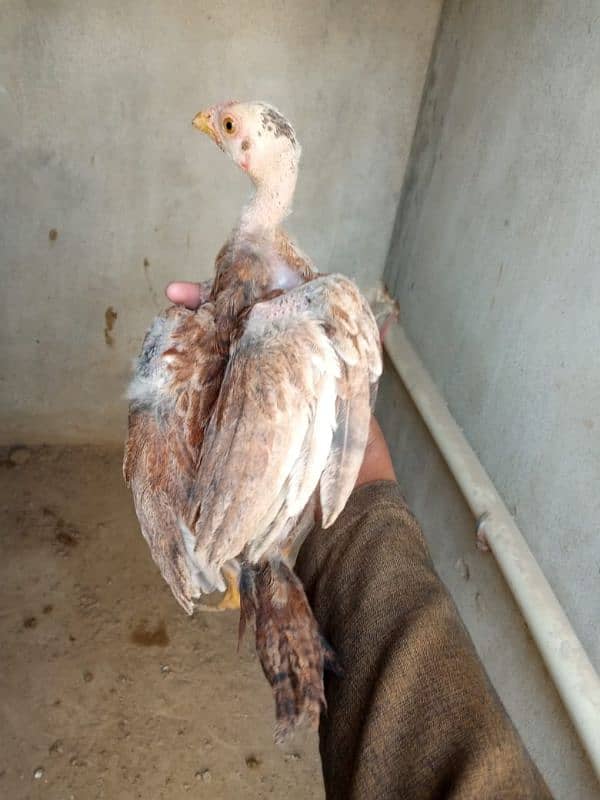 Top Best Quality Aseel Chick's For Sale 5