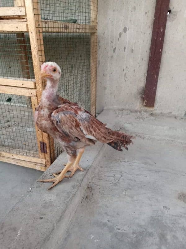 Top Best Quality Aseel Chick's For Sale 7