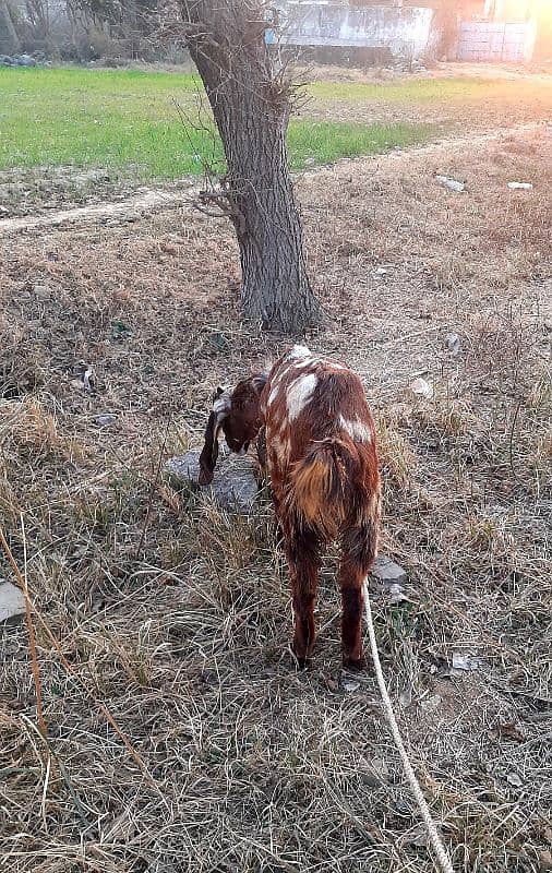 Goat bakri 1