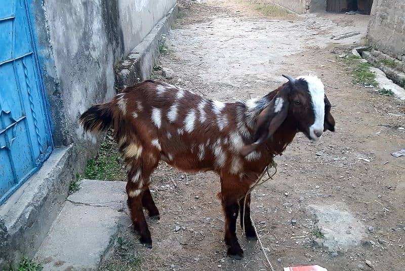 Goat bakri 4