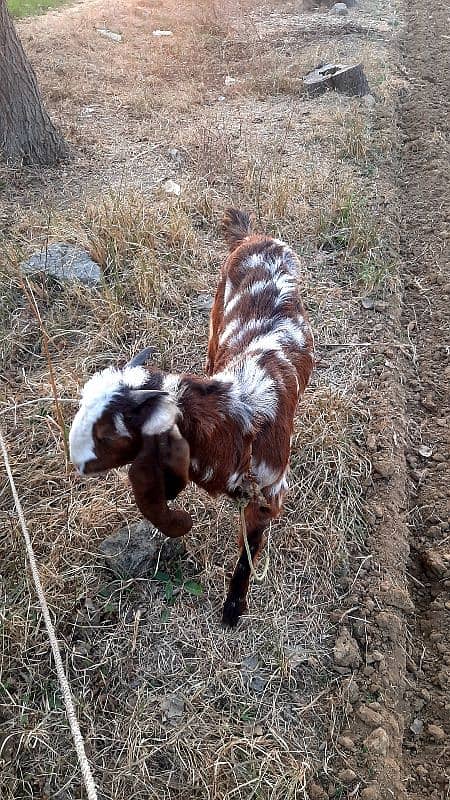 Goat bakri 6