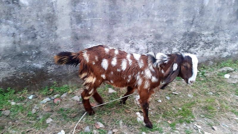 Goat bakri 7