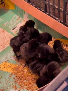 Ayam cemani and aseel chicks