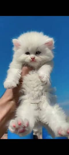 Persian beautiful cat for sale 0329/2443631 my WhatsApp number