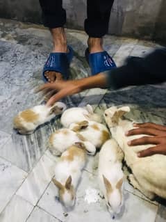 Male And Female Rabbits of Age Two weeks