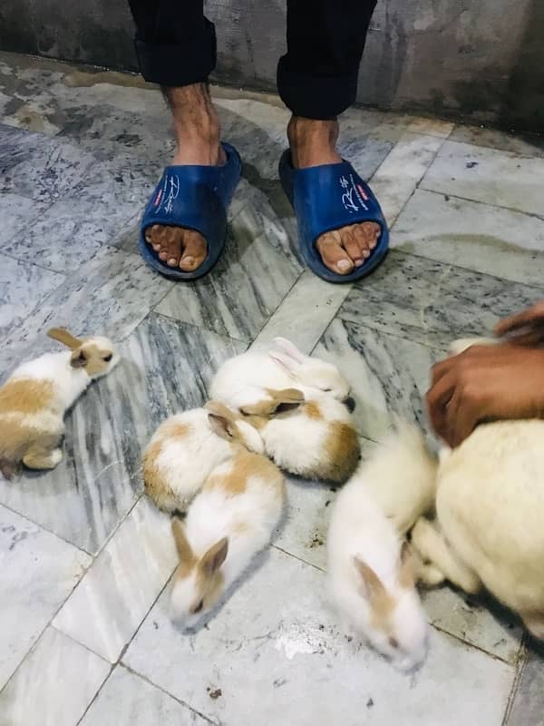 Male And Female Rabbits of Age Two weeks 1