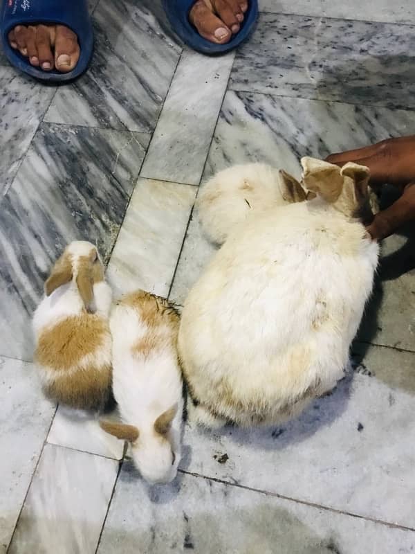 Male And Female Rabbits of Age Two weeks 3