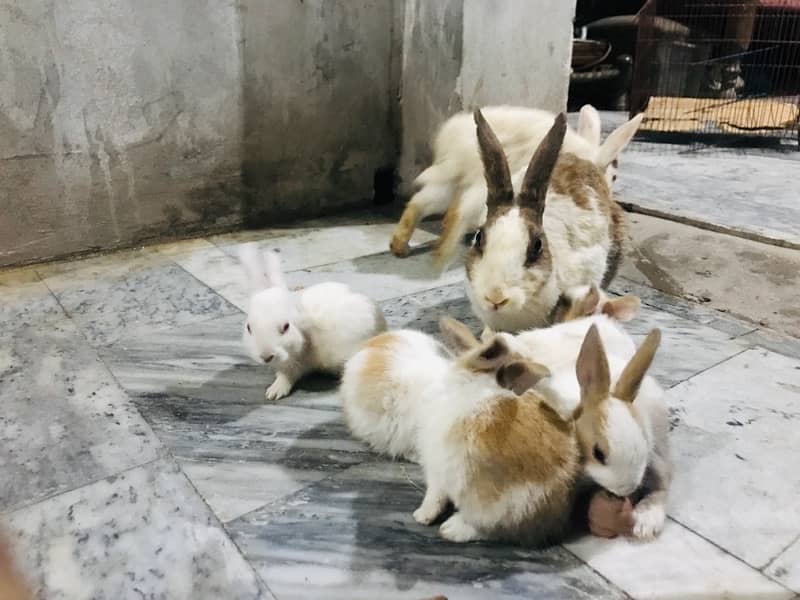 Male And Female Rabbits of Age Two weeks 4