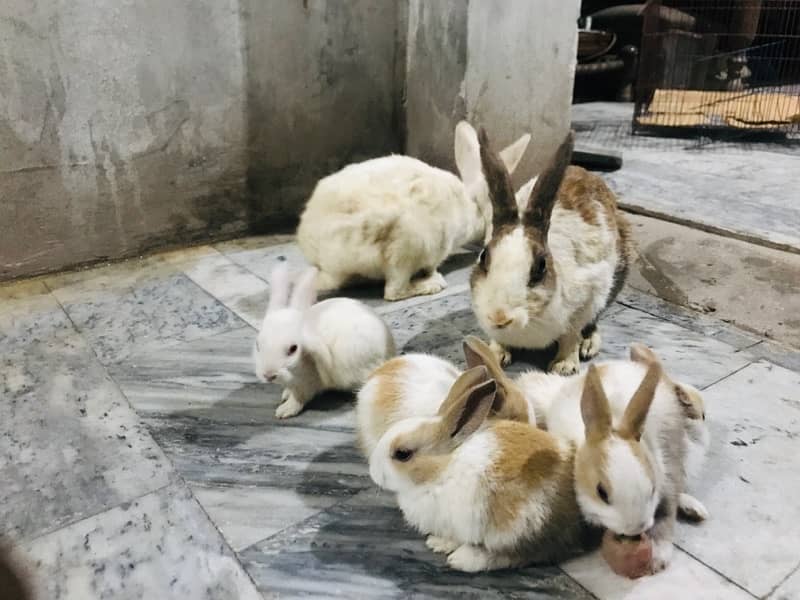 Male And Female Rabbits of Age Two weeks 5