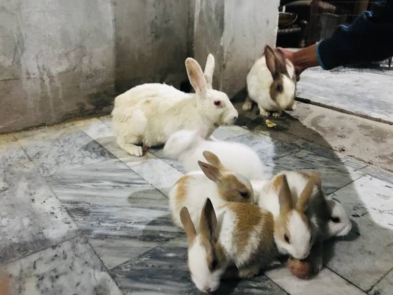 Male And Female Rabbits of Age Two weeks 6