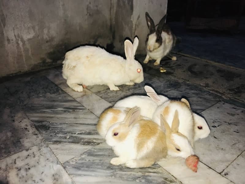 Male And Female Rabbits of Age Two weeks 7