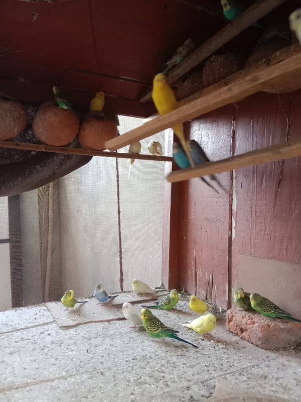 parrots for sale 0