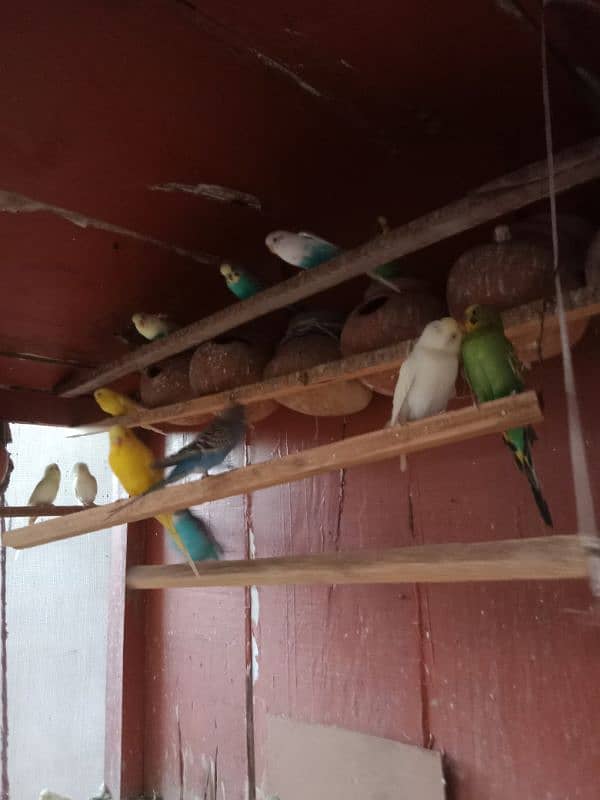 parrots for sale 1