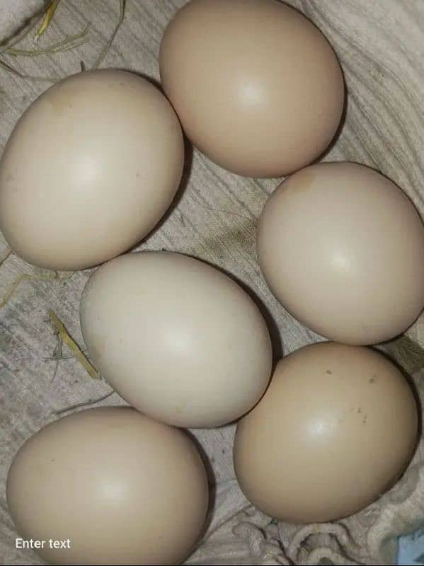 Austrolorp & RIr Fertile Egg (03224535024) 2