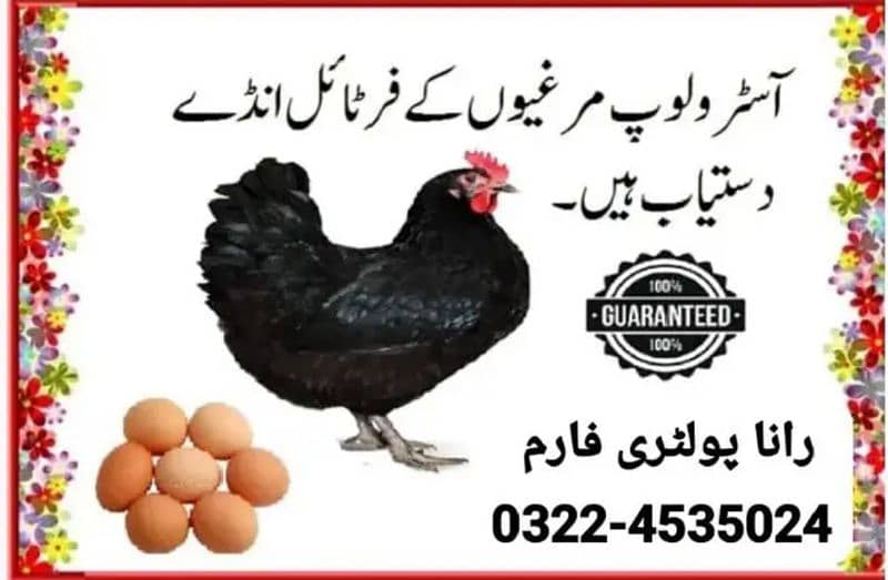 Austrolorp & RIr Fertile Egg (03224535024) 3