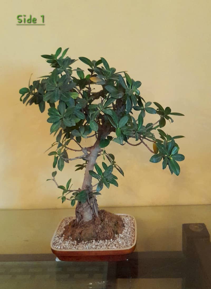 Bonsai (Ficus) 2