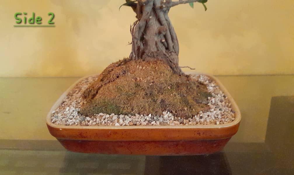 Bonsai (Ficus) 3