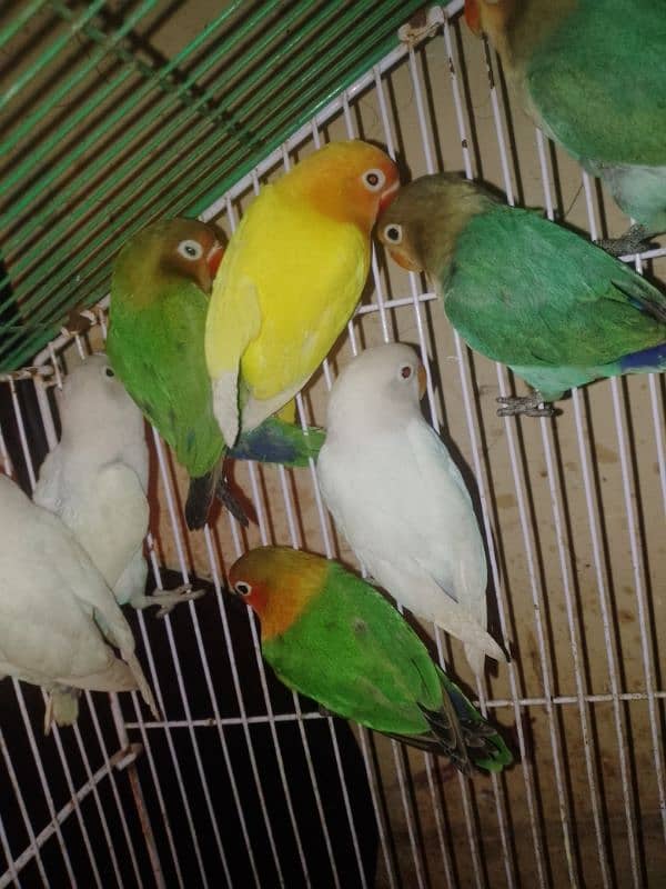 for sale lovebird very healthy pairs available low price 1 pair 2200 0