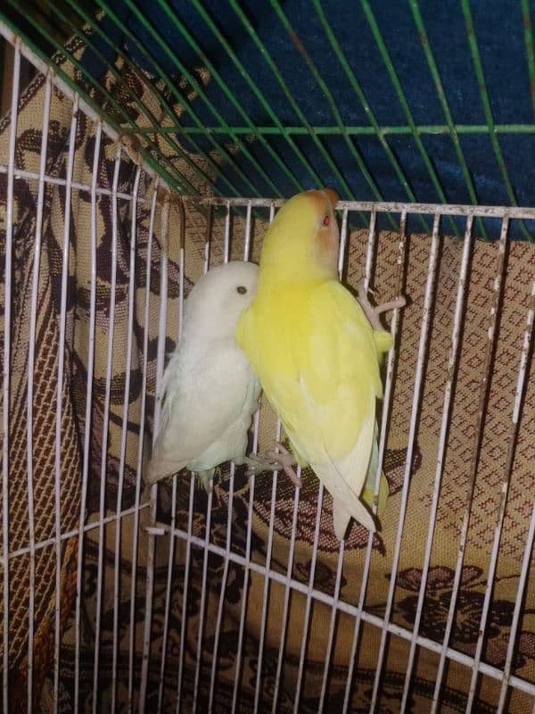 for sale lovebird very healthy pairs available low price 1 pair 2200 1