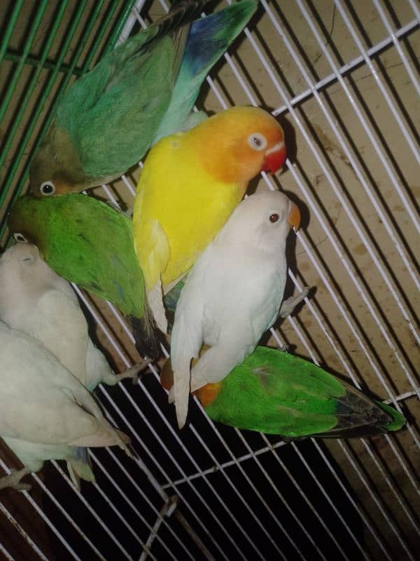 for sale lovebird very healthy pairs available low price 1 pair 2200 2