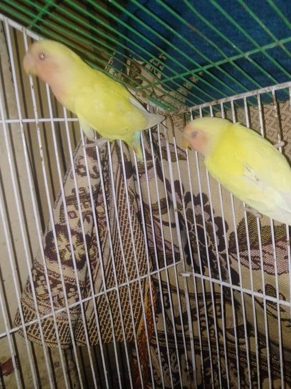 for sale lovebird very healthy pairs available low price 1 pair 2200 3