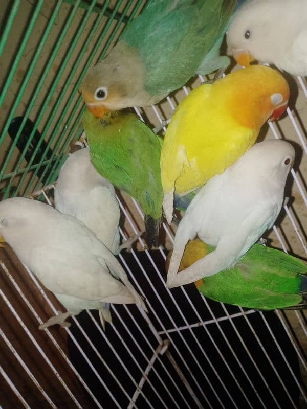 for sale lovebird very healthy pairs available low price 1 pair 2200 4