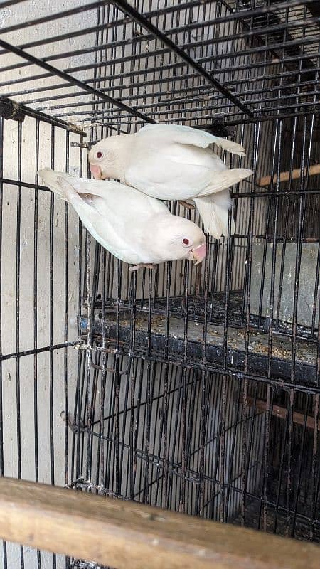 Albino red eye breeder pair with chicks 0