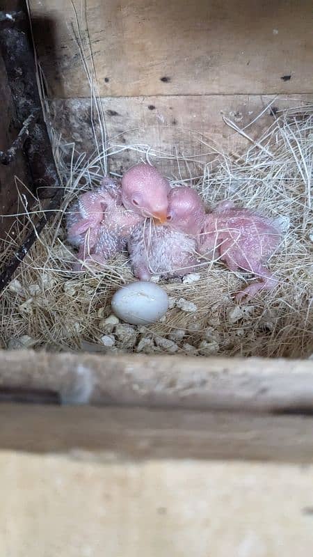 Albino red eye breeder pair with chicks 1